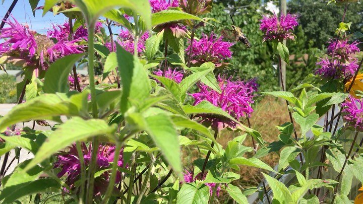 Lori&rsquo;s Purple Beebalm is back in stock! We&rsquo;re the only nursery (that we know of) that sells this dwarf variety. This beebalm gets only about 2.5 feet tall, instead of normal 5-6ft!
