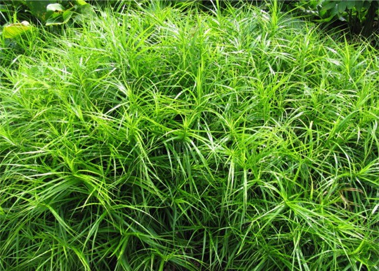 images of philodendron Large Philodendron Selloum Hope
