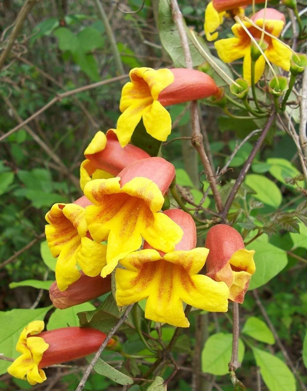 Bignonia capreolata (Crossvine)  Tennessee Naturescapes