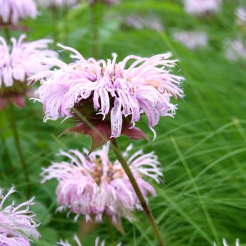 monarda-bradburiana.jpg