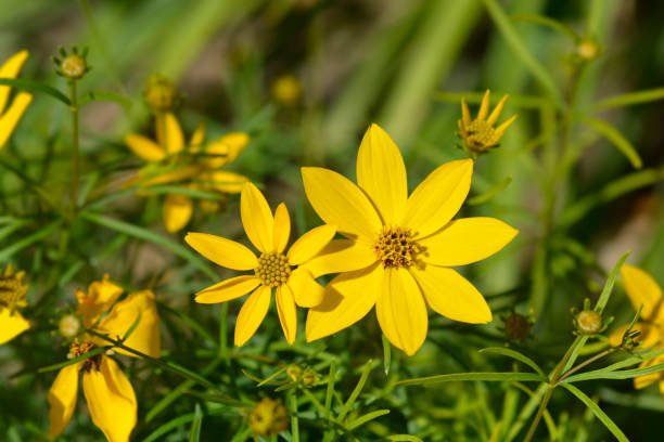 whorled coreopsis large.jpg