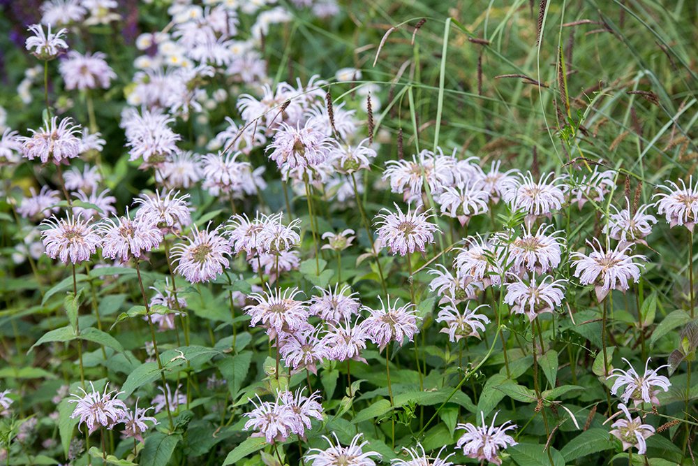 Monarda_bradburiana_MONBRA_SHN_1_A.jpg