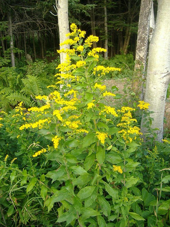 576px-Solidago_rugosa.jpg
