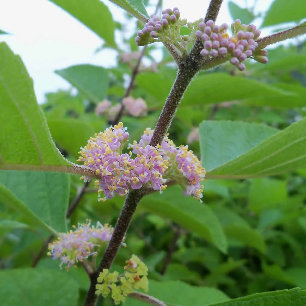 american-beautyberry-flowers_1200x1200.jpg