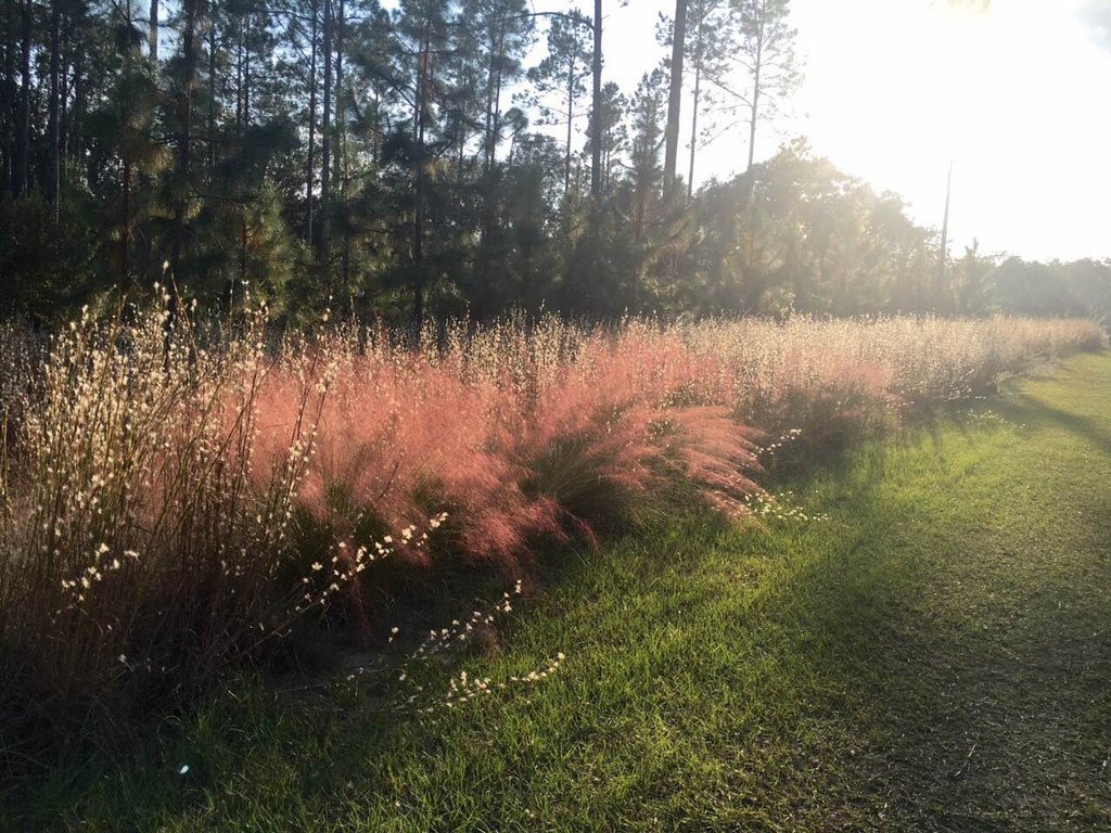 nativegrasses__27068.jpg