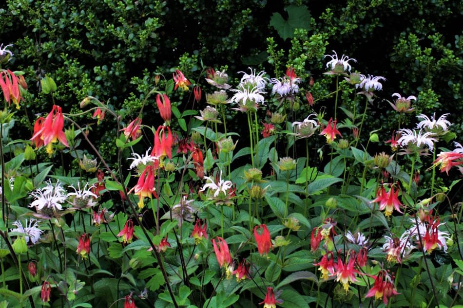 monarda-bradburiana-aquilegia-canadensis.jpg