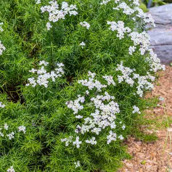 Pycanthemum-tenufolium-Slender-Mountain-Mint.jpg