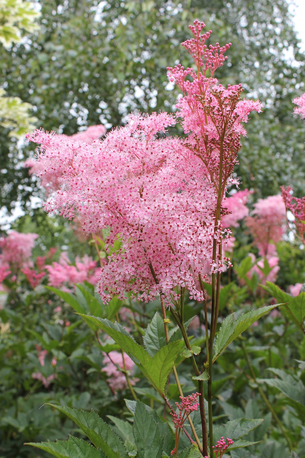 filipendula-rubra.jpg