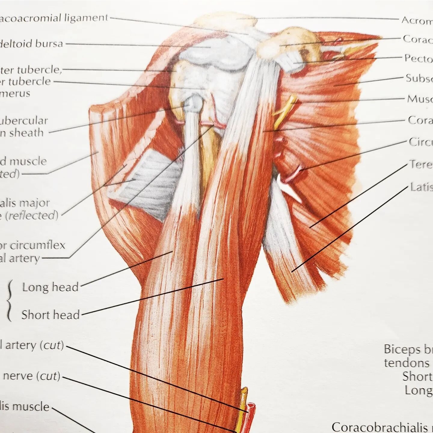 Therapy Thursday:

Look 👀 at ALL the muscles in the shoulder and upper arm. That's ALOT of of areas for dysfunction. Are you having pain or weakness in your shoulder? Contact us today! We can help!

#jenmobilityrehab 
#occupationaltherapy