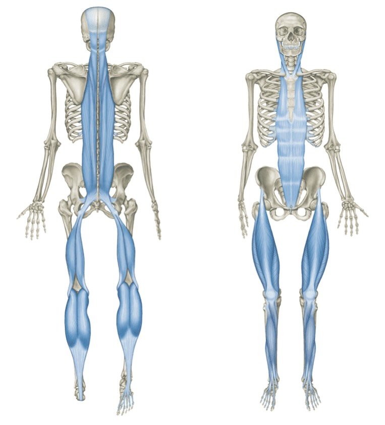 Stress doesn&rsquo;t just live in your mind.
It lives in your fascia.
When you&rsquo;re under constant stress, your nervous system stays on alert. Muscles subtly brace. Breathing gets shallow. Shoulders rise. Jaw tightens.
Fascia adapts to that tensi