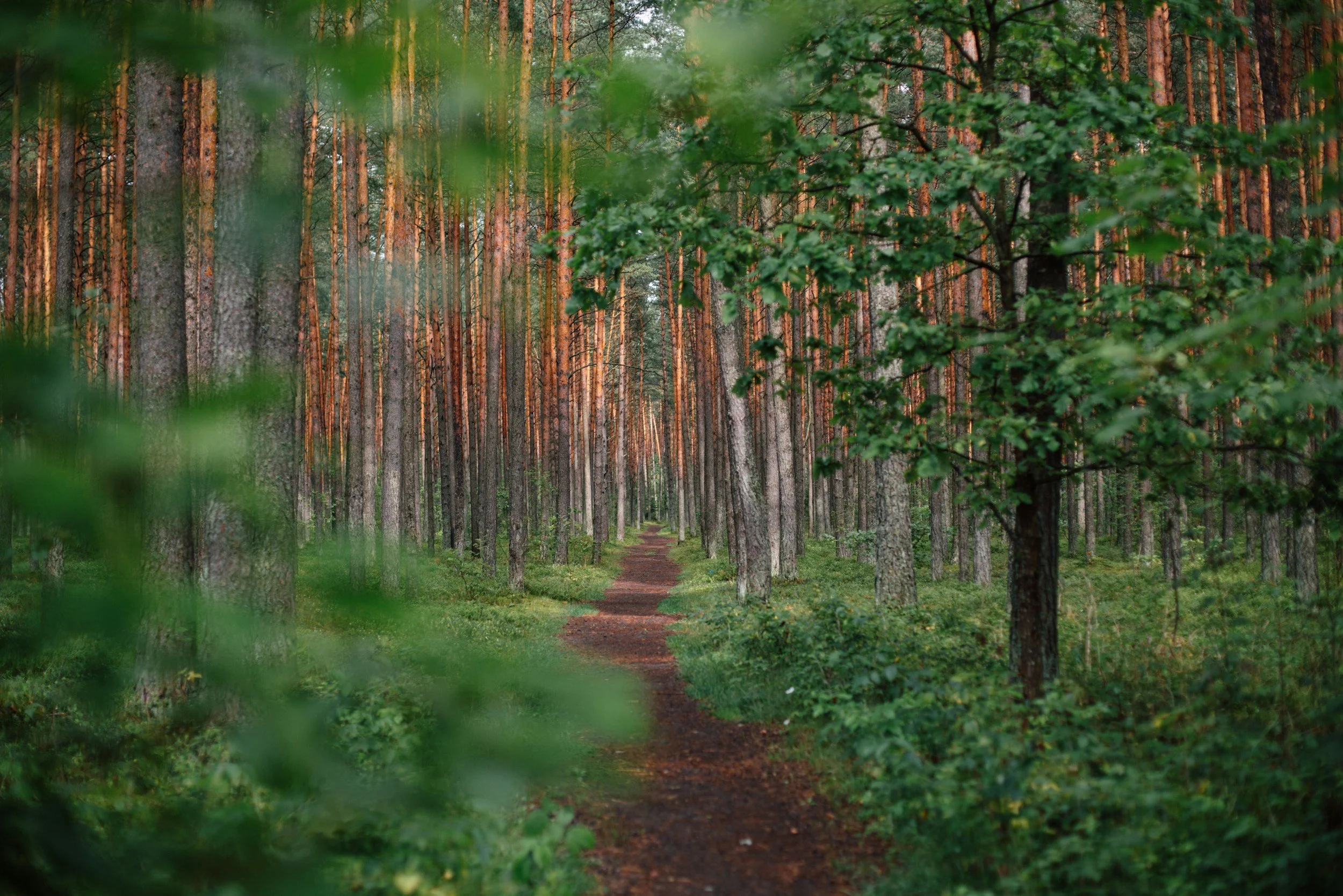 A narrow dirt path runs through a dense forest of tall, slender pine trees with green foliage in the foreground and background.