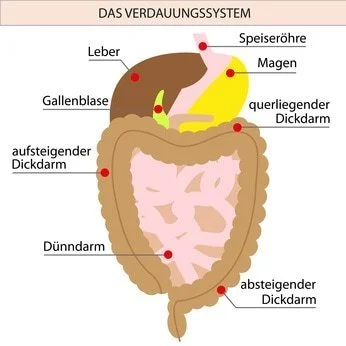 Grafische Darstellung des Darms im Verdauungssystem