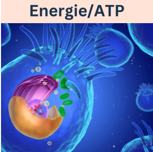 Dem Energieträger ATP und wichtigem Regulator energieliefernder Prozesse