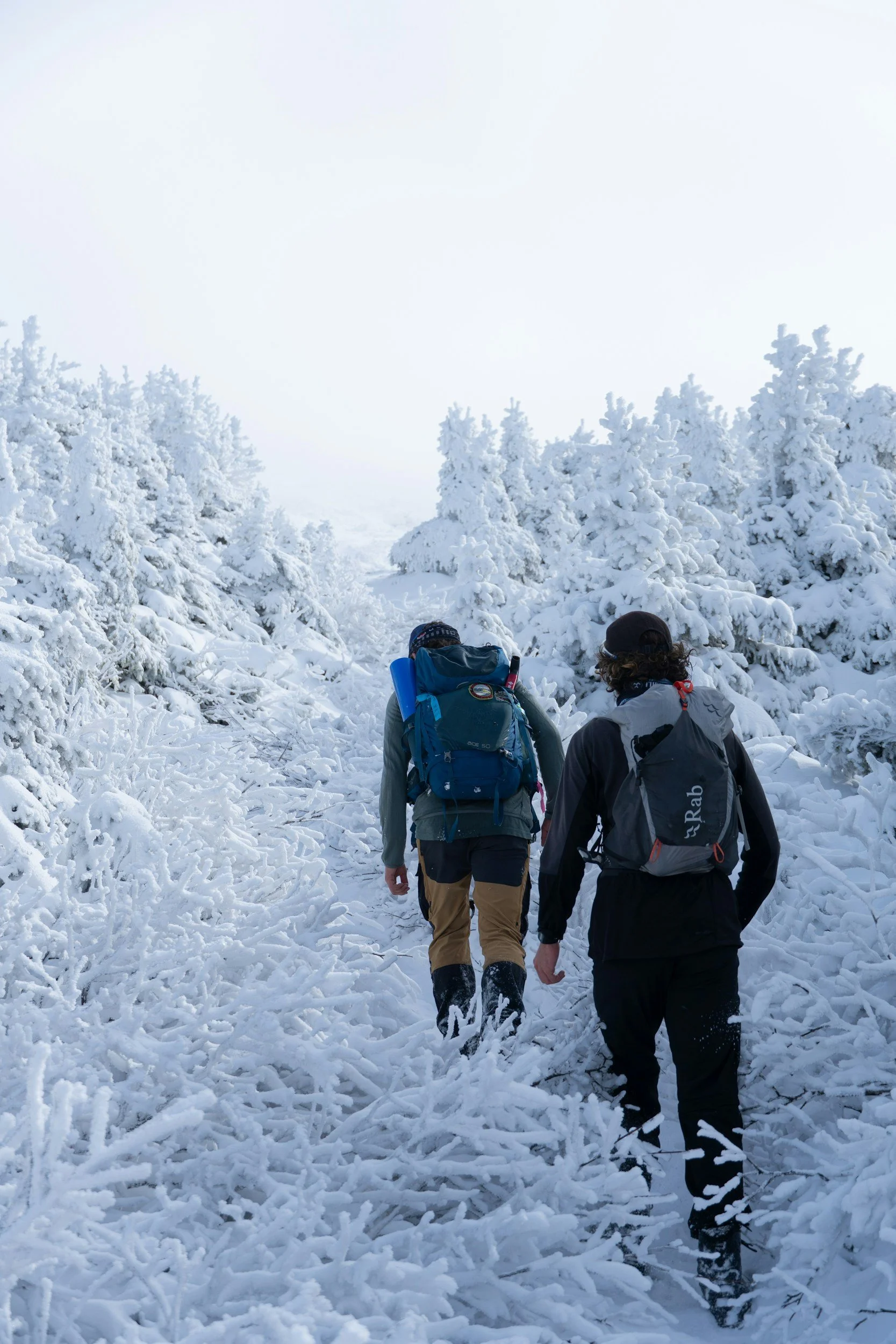 Begleitprogramm Immunsystem - Natura Heilpraxis Berlin