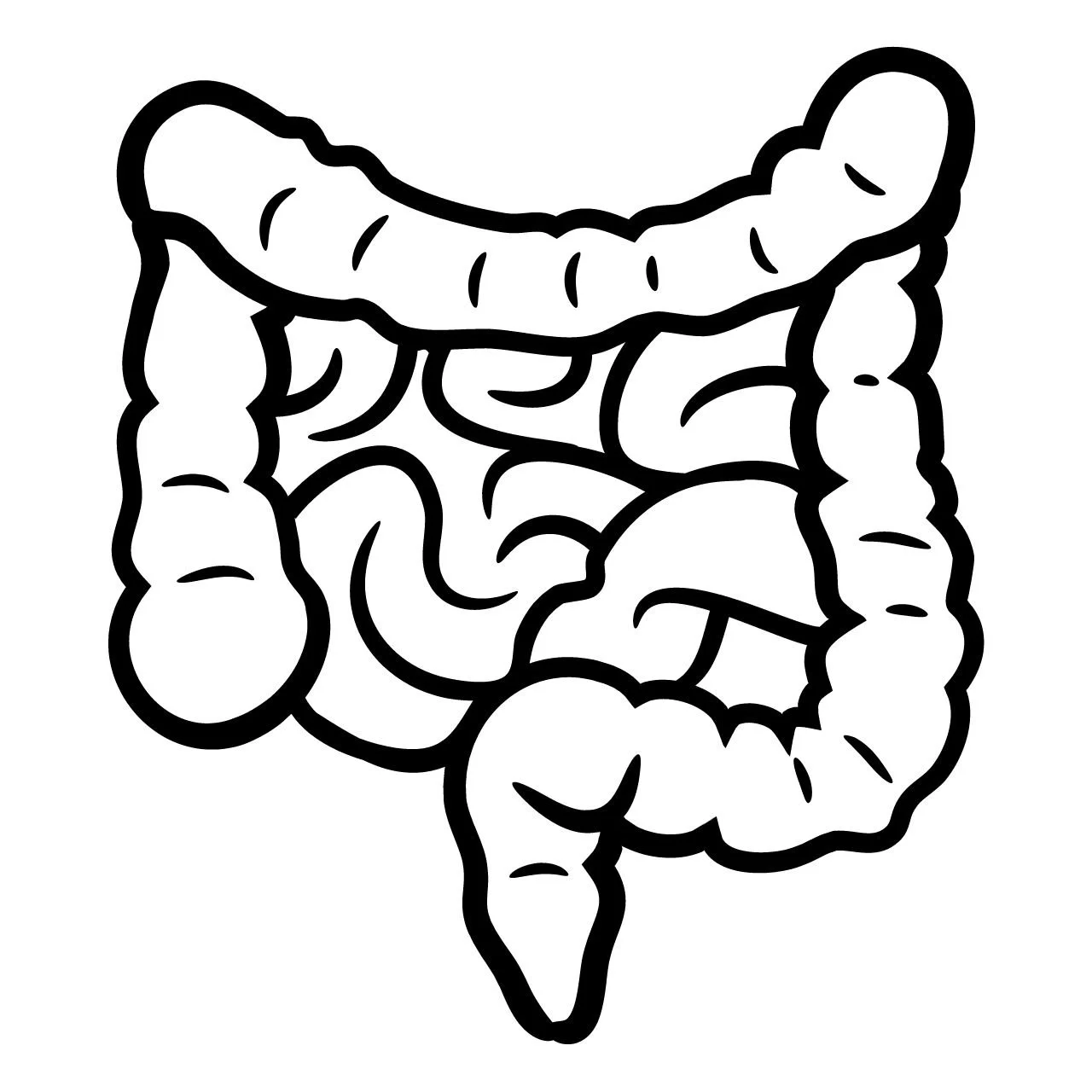 Schematische Darstellung des menschlichen Darms – Übersicht Verdauungssystem