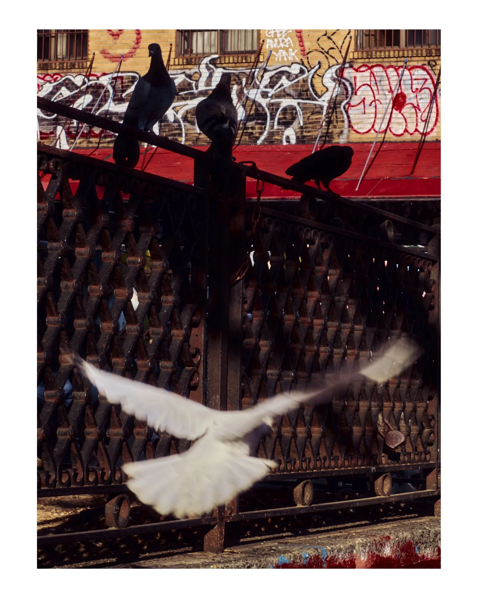 Untitled design-33.jpg