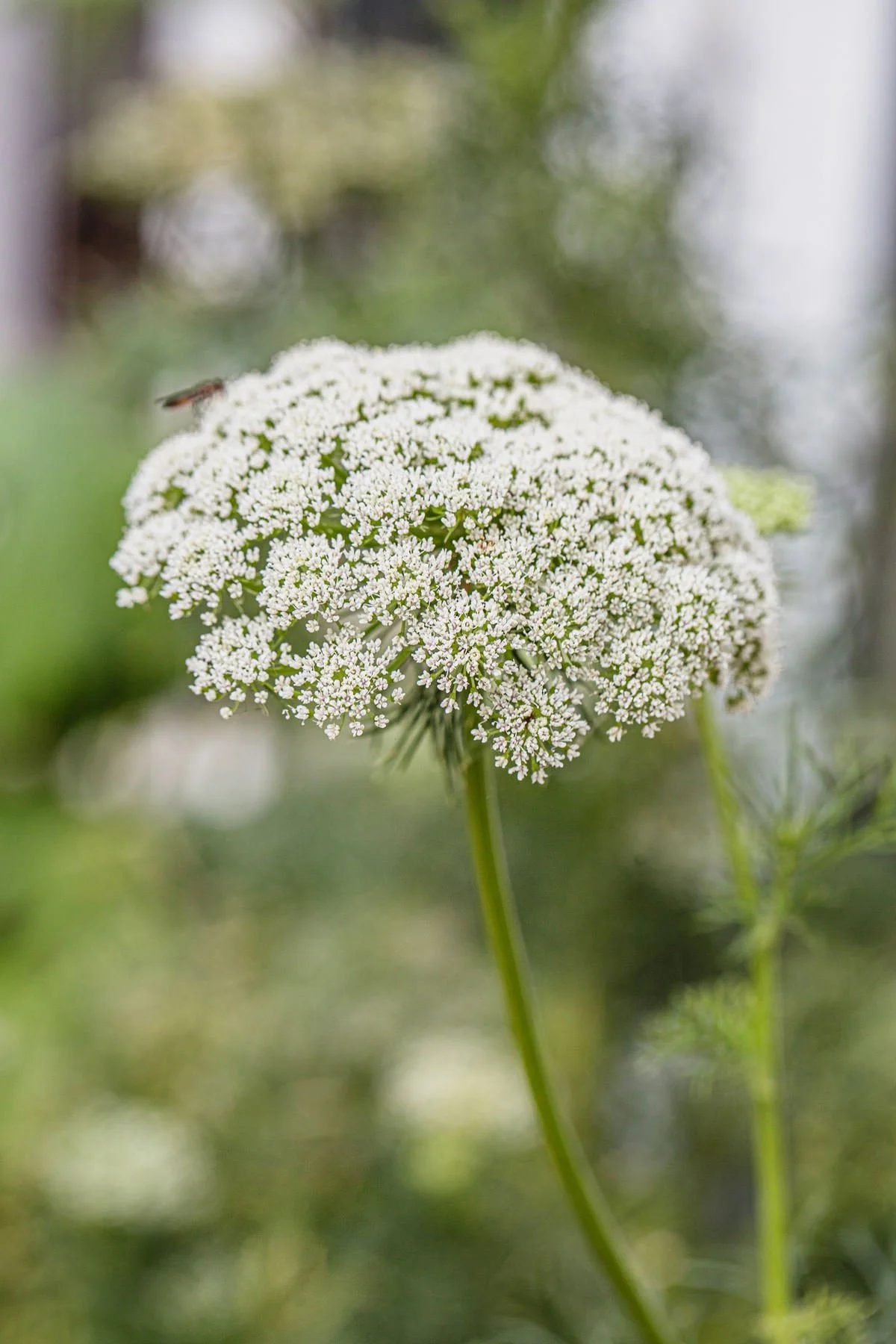 gardenandstudio014.jpg