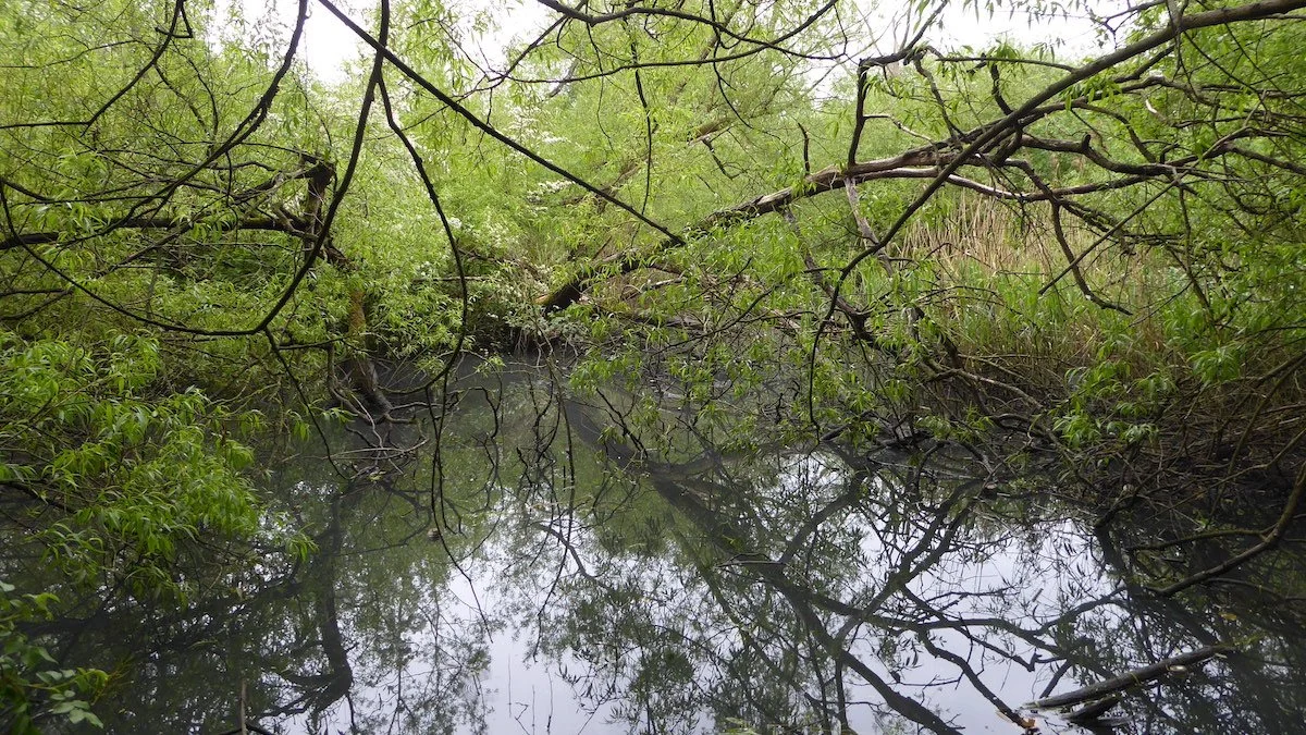 The north western wetlands