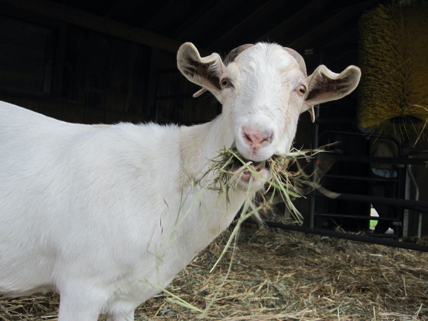 Helen's first day at the sanctuary.