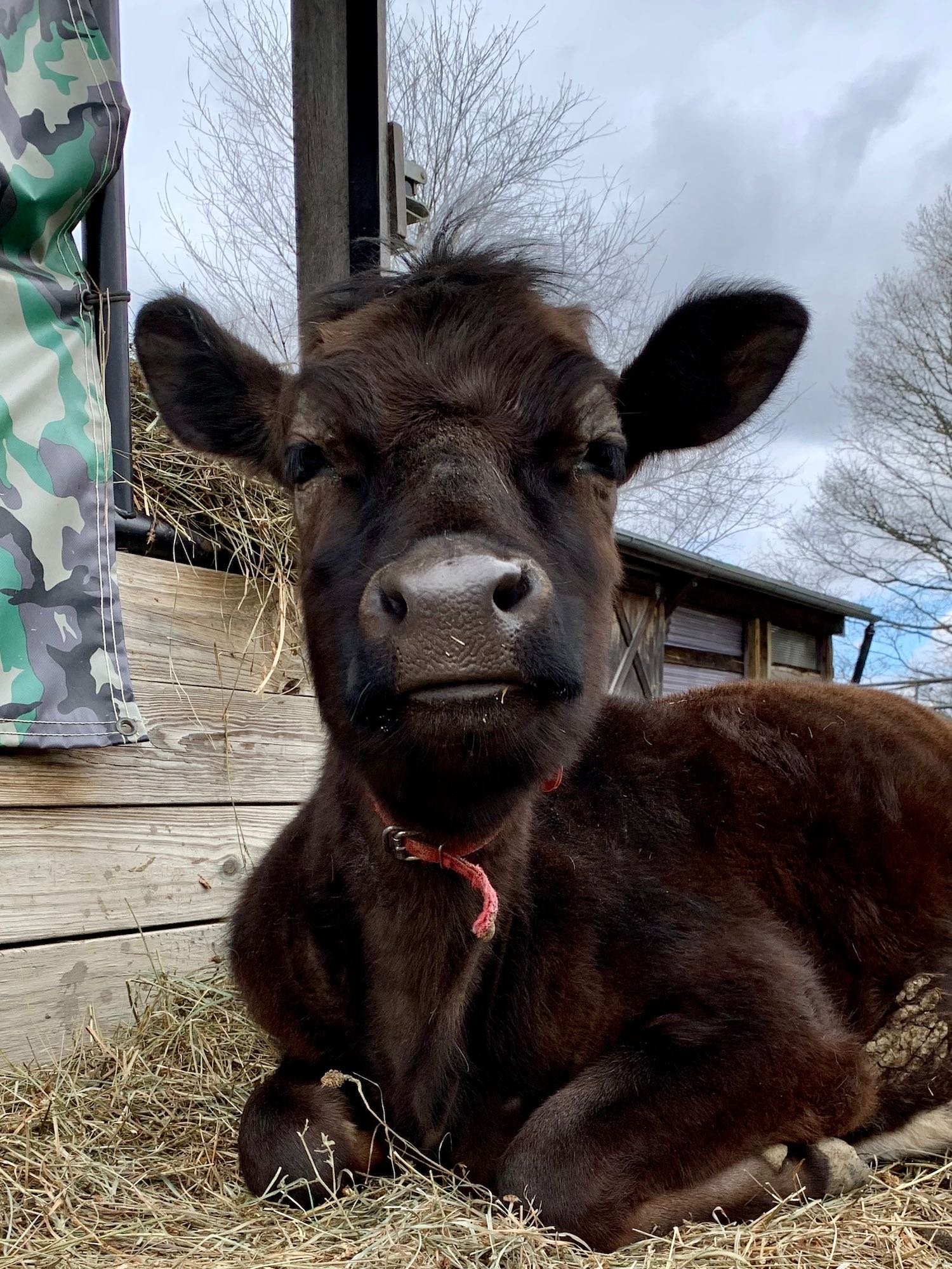 Getting her fuzzy winter coat.