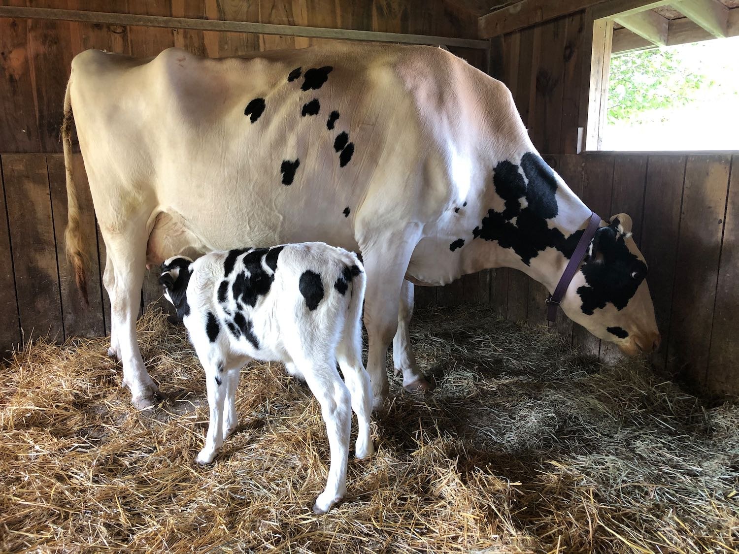 A reminder that a cow's milk is meant for calves.