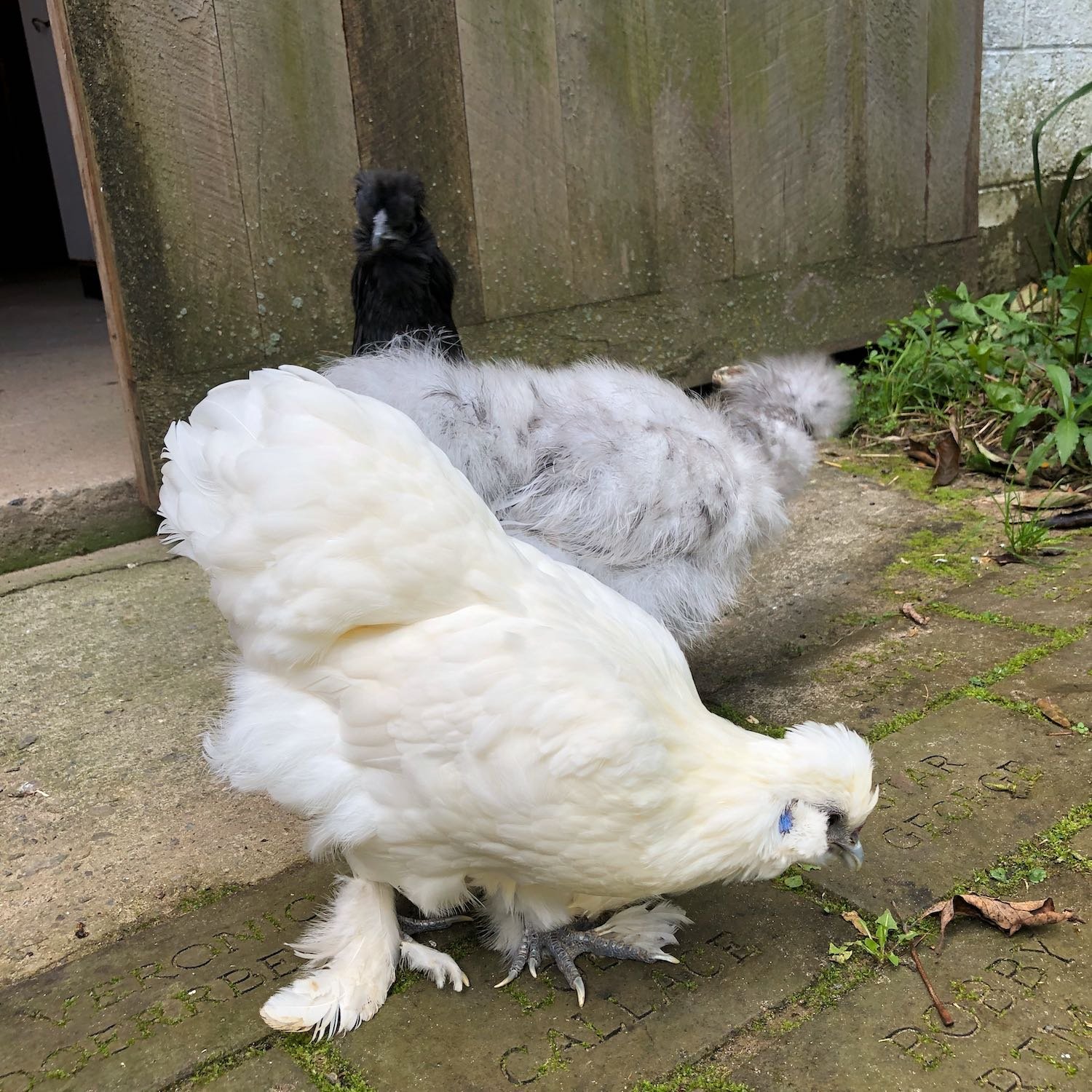 Marie photo-bombing from behind, haha! She's such a character!