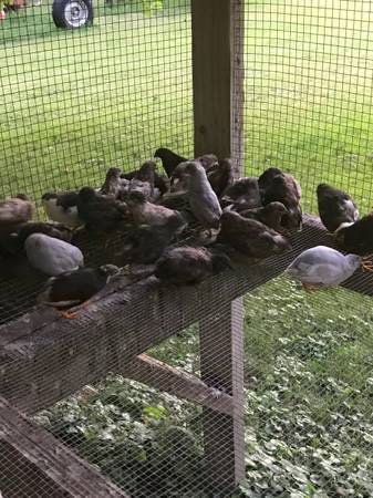 The horrible environment they were rescued from. Sadly, this is how many people care for buttons.