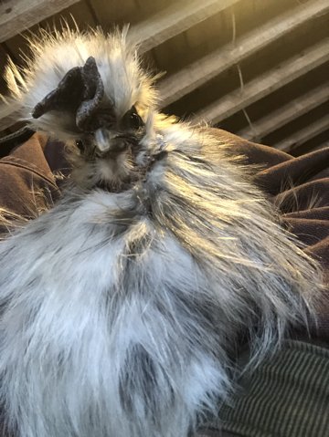 We often resort to carrying Melvin around while cleaning their enclosure.