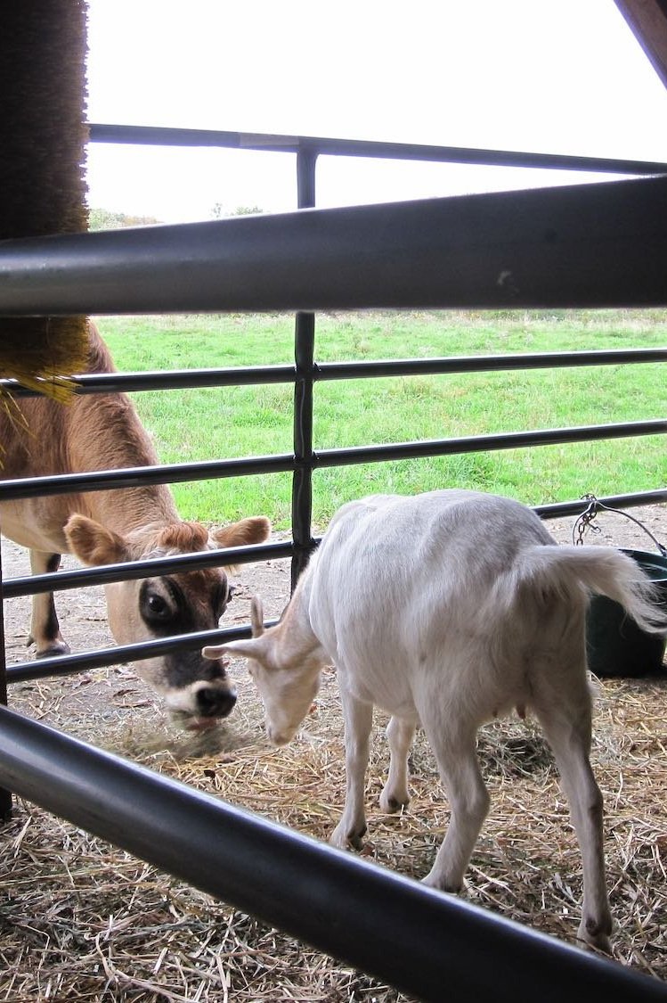 Hazel meets Helen.