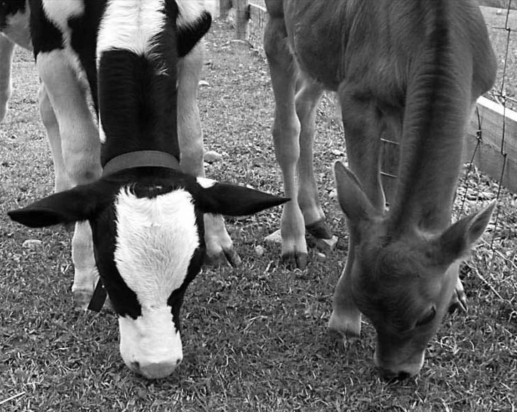 Young calves, Wally (left) and Max