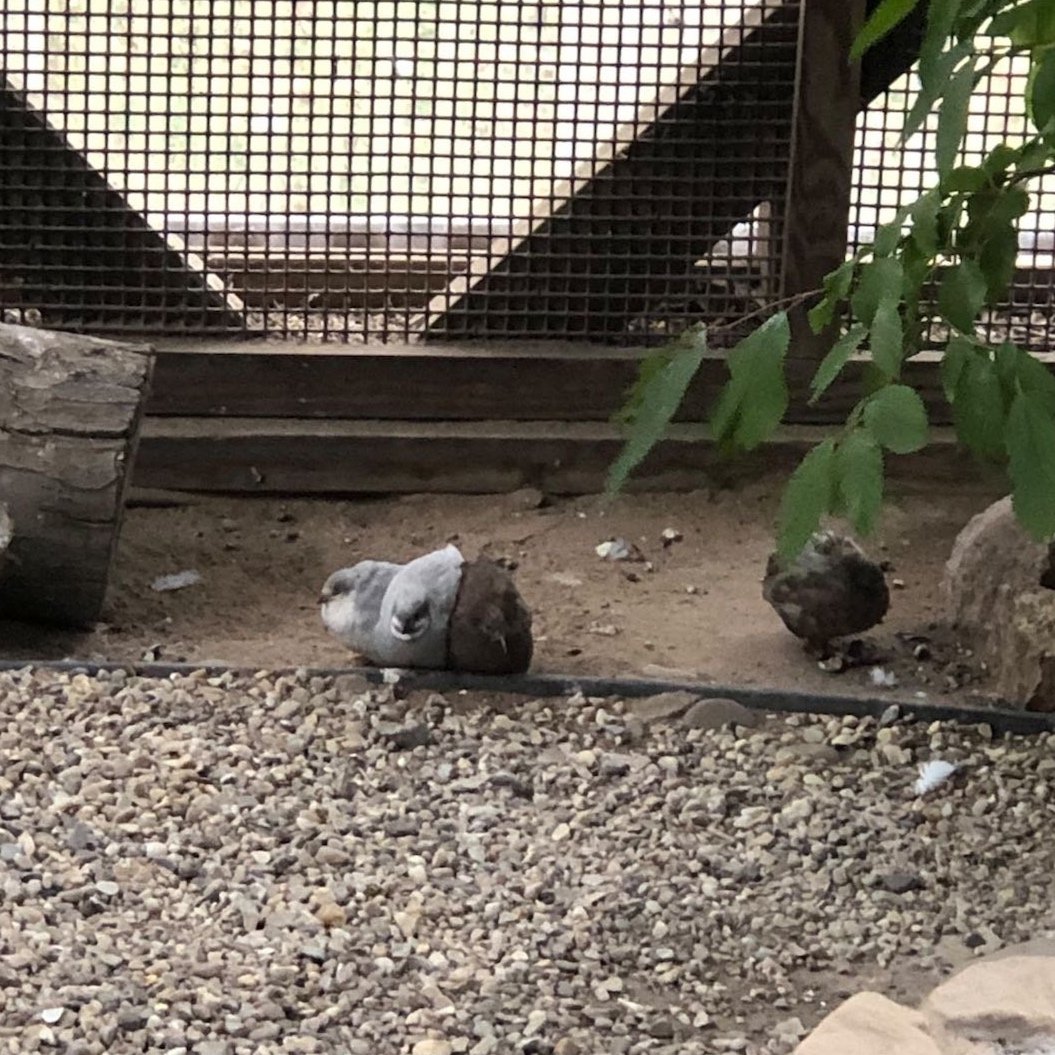 Larry, Ricky, Benny, and Lilac on the far right.