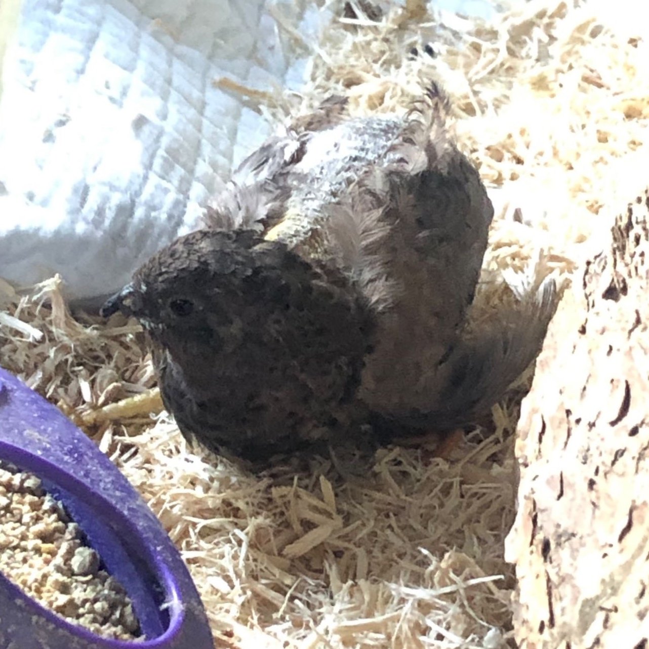 Lilac on her first day. She was nearly bald and had a partially paralyzed leg.