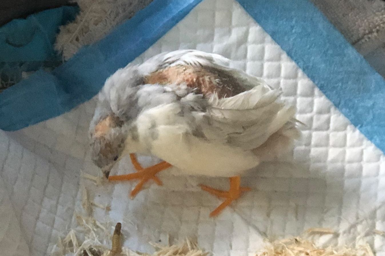 Larry on his rescue day. All of them were missing most of their head and back feathers from overcrowding and being mounted by other males.
