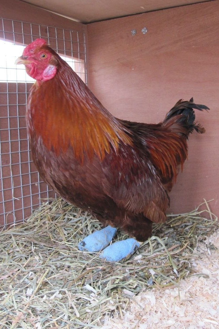First day out in the coop. It took a few months for him to gain strength in his legs and stand up on his "toes."