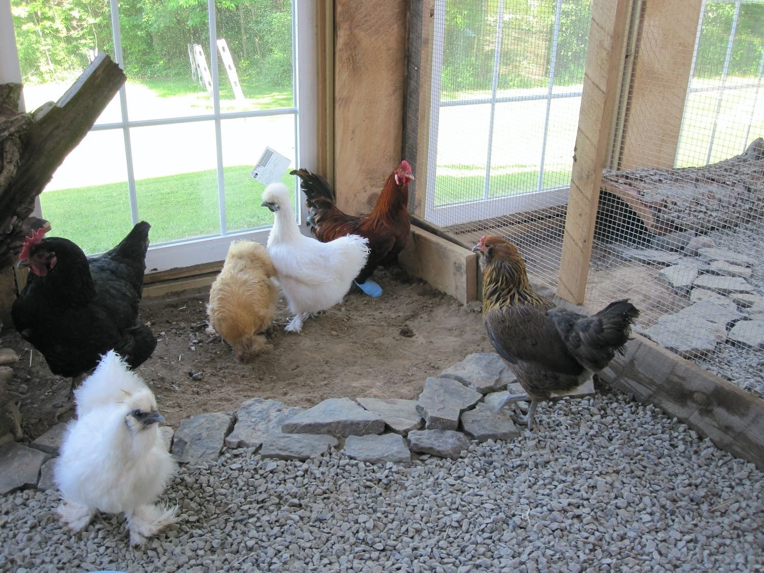 With some of his ladies in the sunroom: (left to right) Roadrunner, Gwen, Mrs. Squires, Wanda & Tilly.