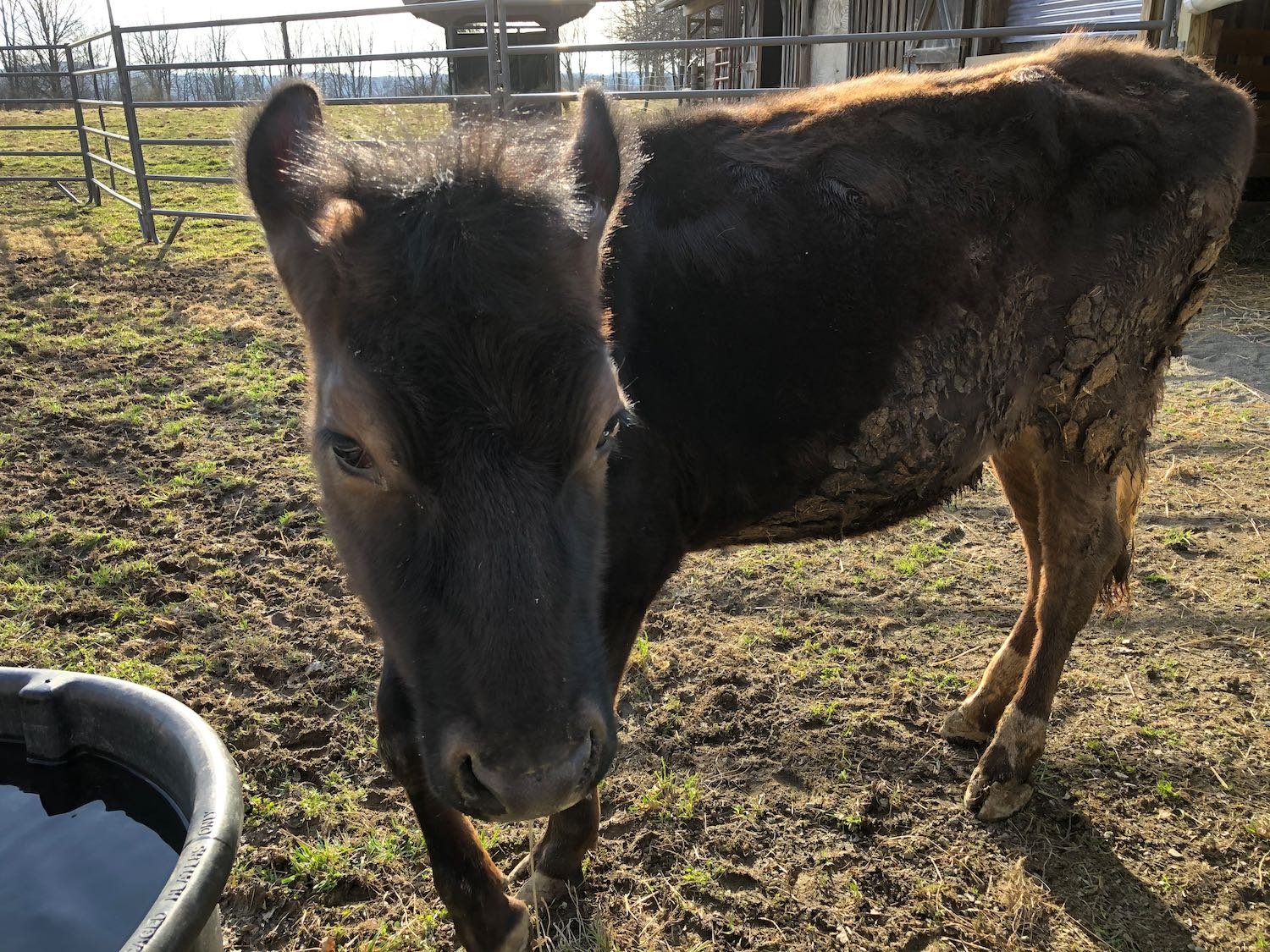 The day Jolene arrived, she was emaciated, covered in ringworm and dried manure. It took weeks to gain her trust enough to brush all of the debris caked onto her coat. We treated the ringworm for months, and as her immune system improved, the ringwor