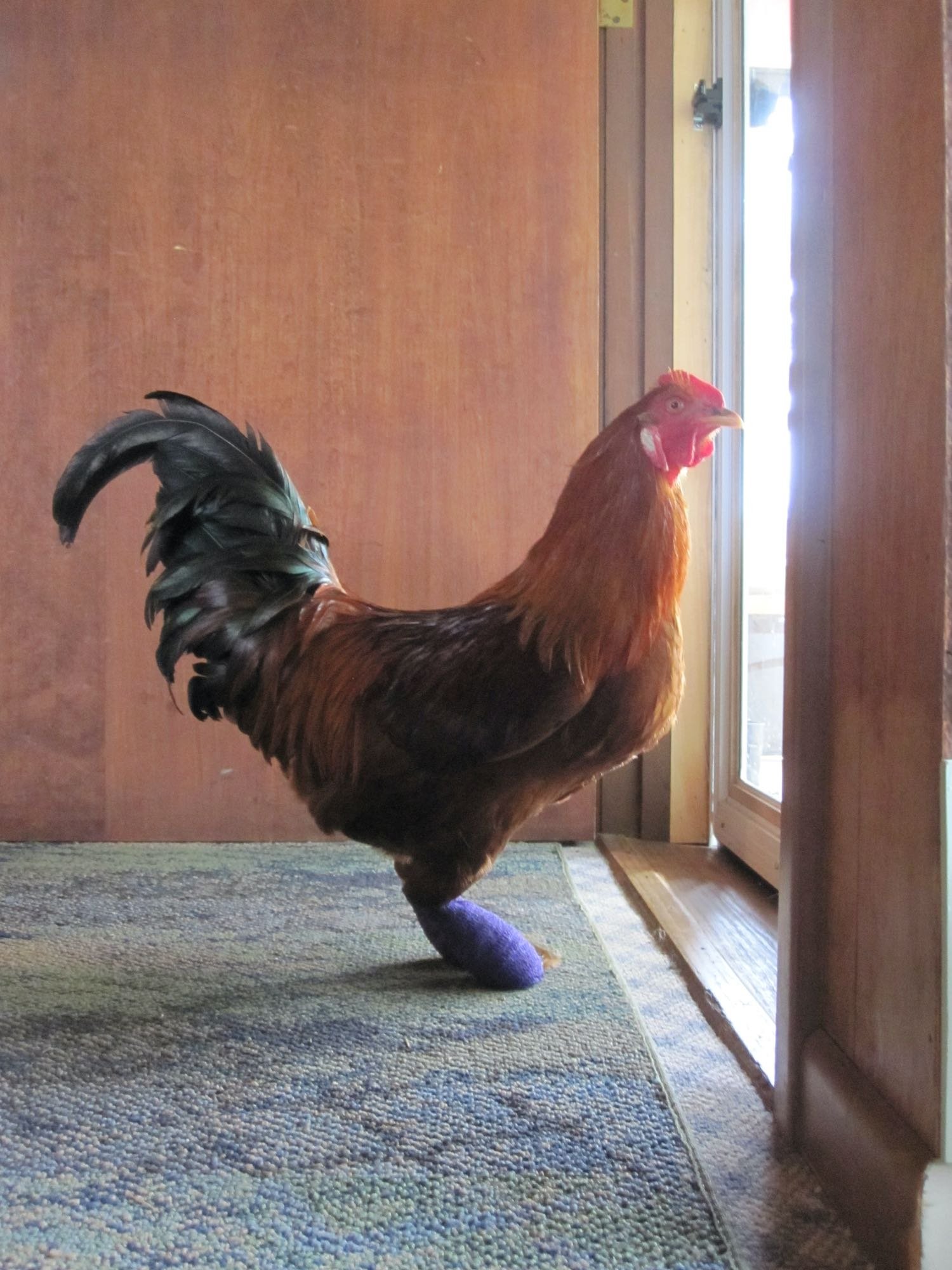I did all of his bootie changes inside the house.