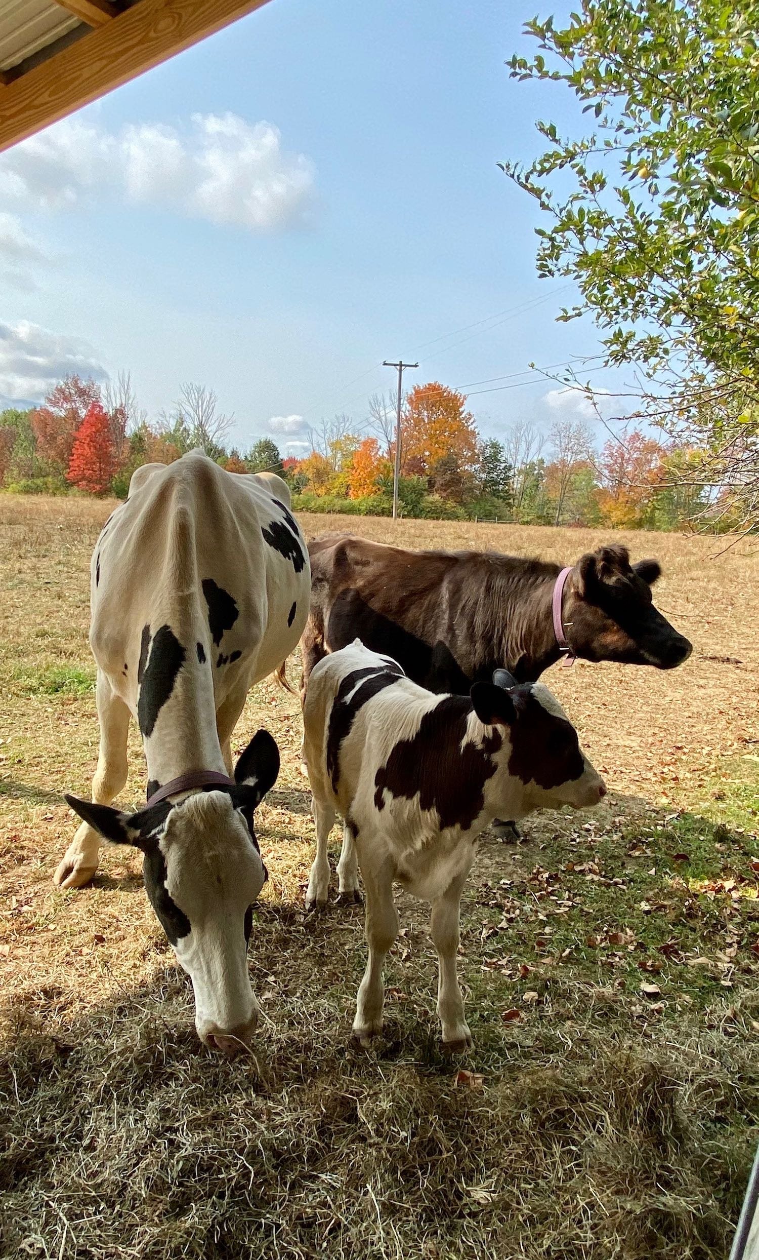 Happy family first Fall together.
