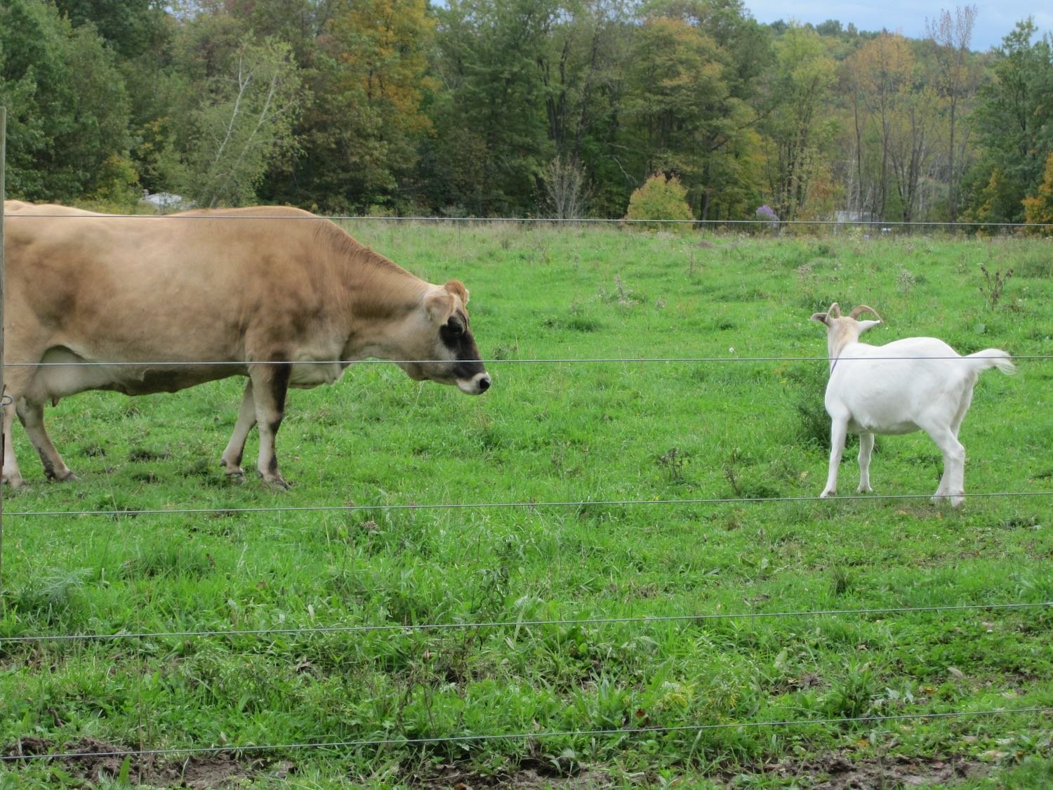 Hazel wasn't so sure about her new friend.