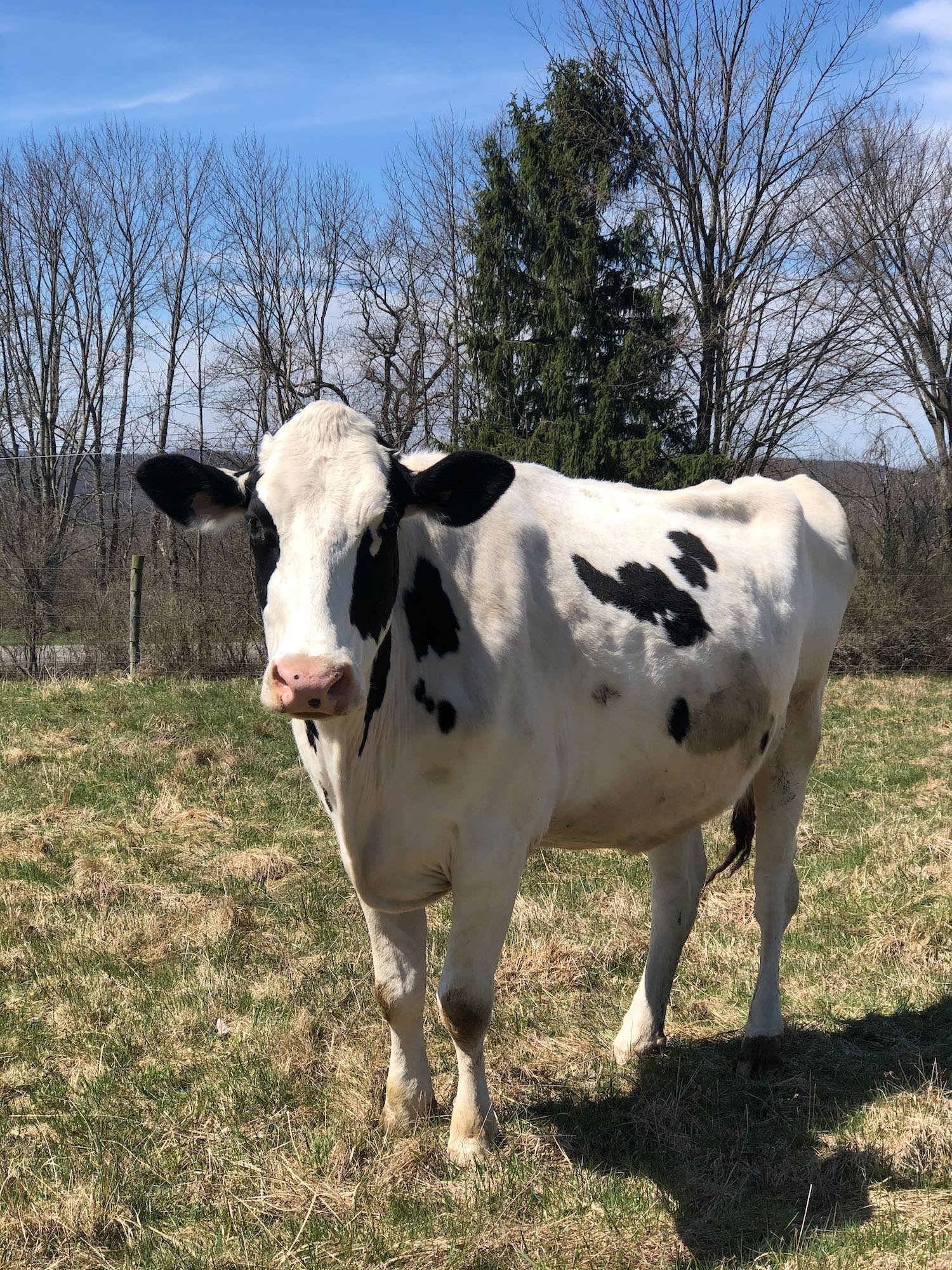 In the early months, it was hard to tell if she was just gaining much needed weight or actually pregnant.