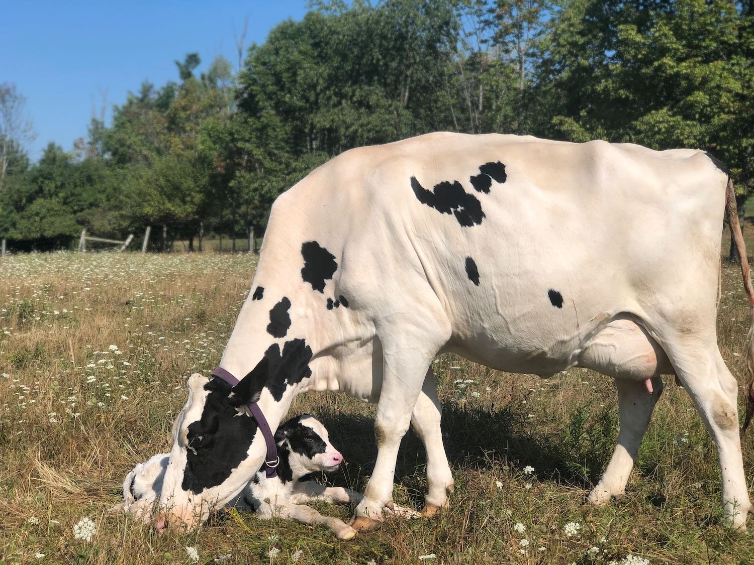 Proud mama. Delivery was 22 minutes from start to finish and her son weighed 101 pounds!