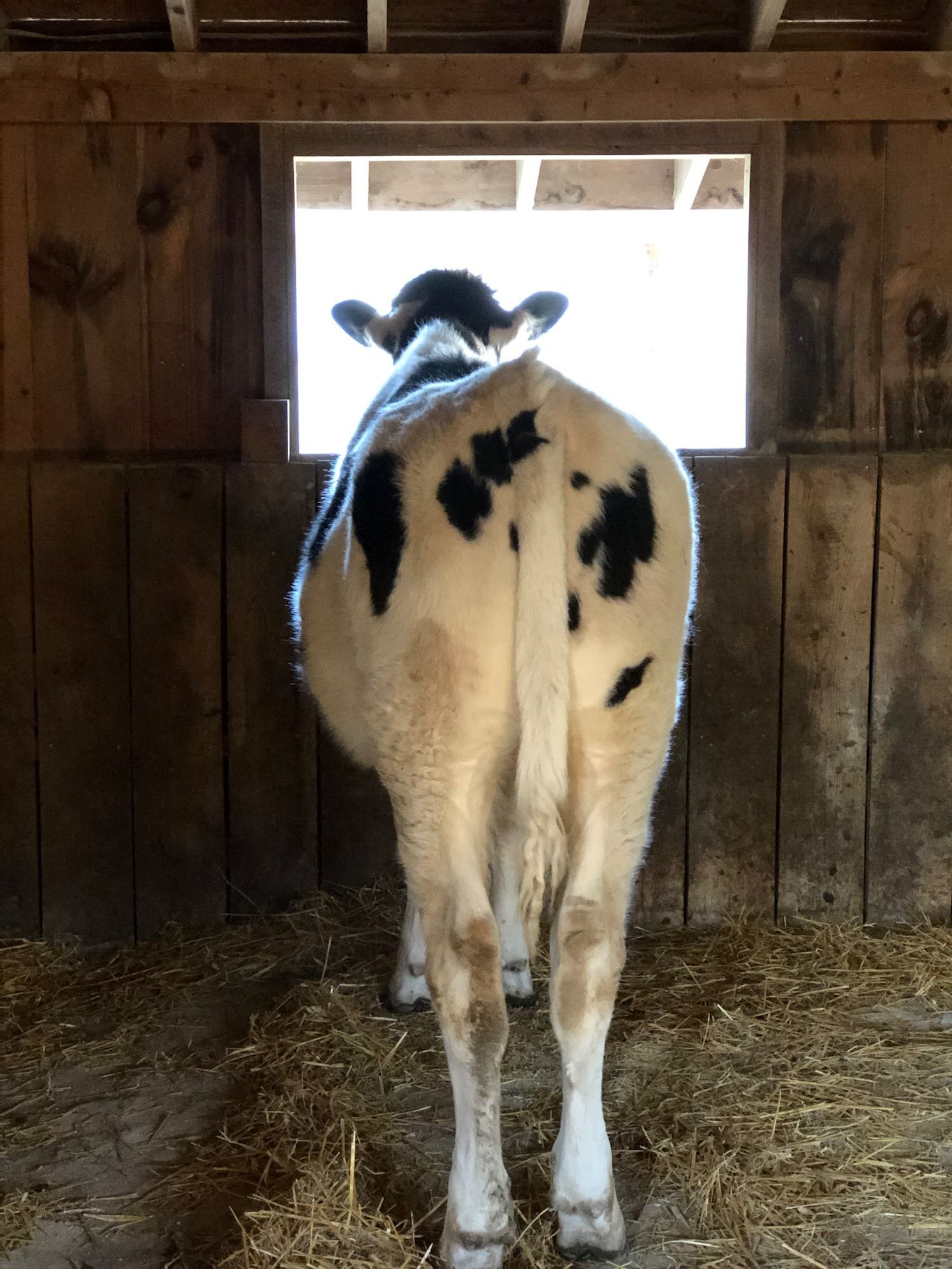 "Finally I can see out this window!"