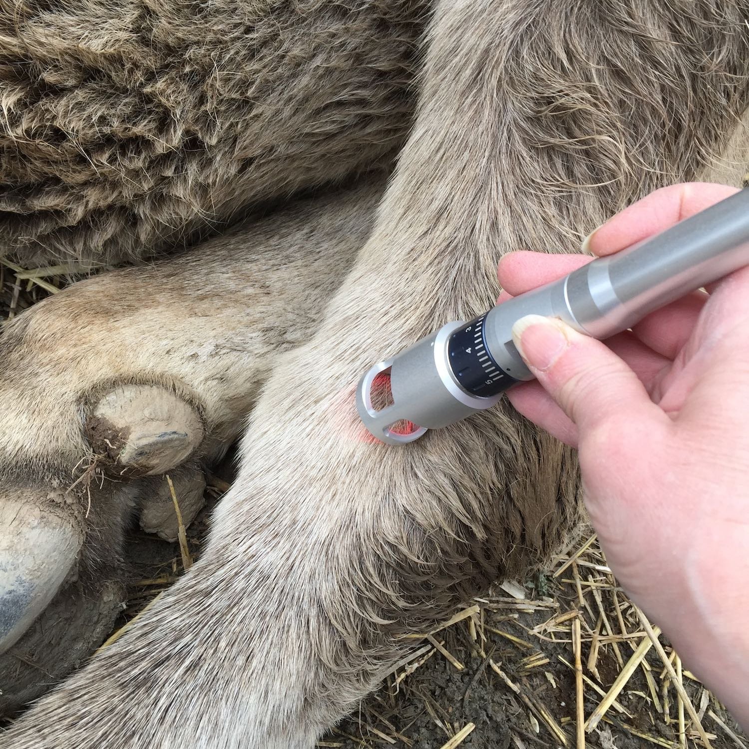 Laser treatment on his ailing joints.