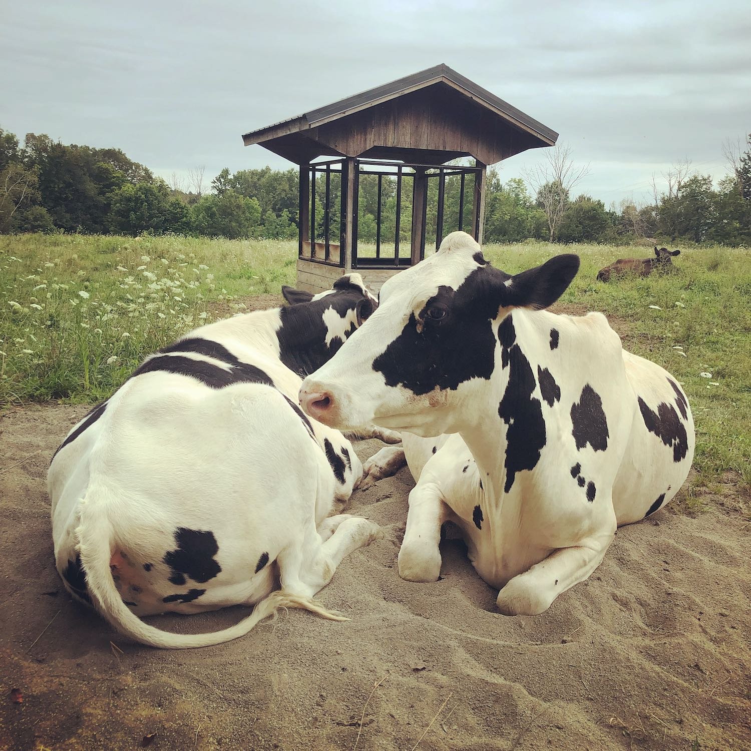 Yin-yang.