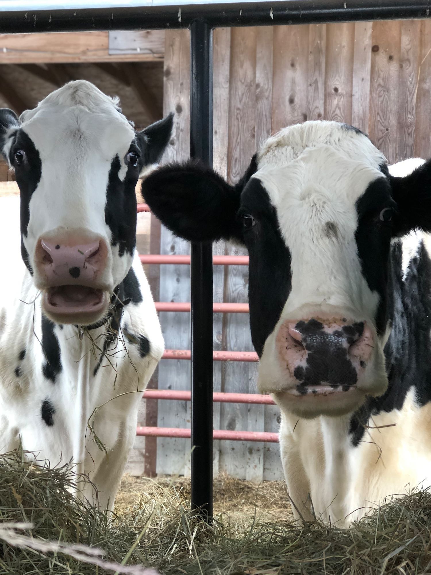 Jeanette with her mother, Janessa, enjoying a hay snack.
