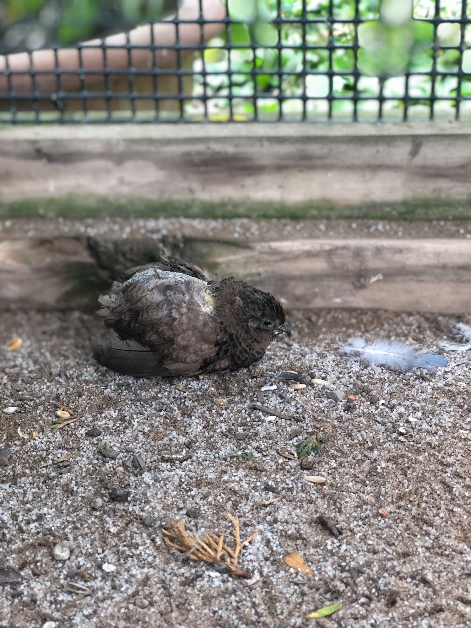 Sweet Lilac taking a dust bath.