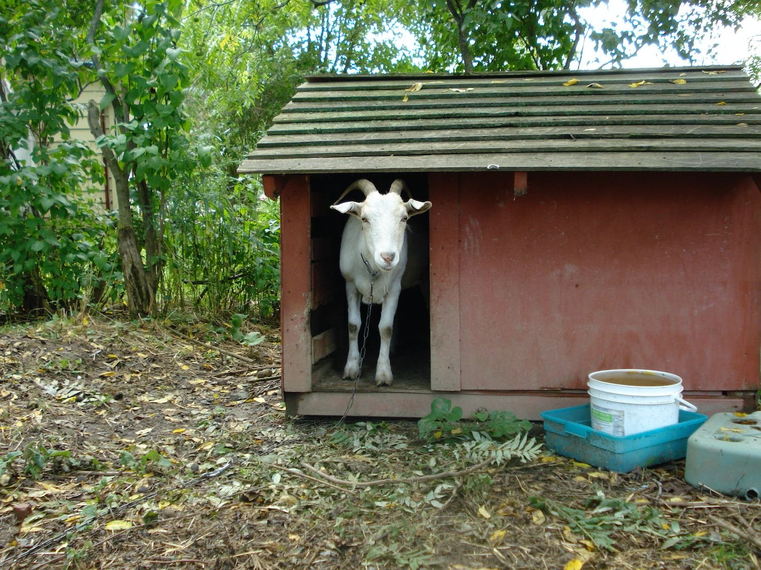 Before her rescue, Helen lived for seven years chained to this dog house.