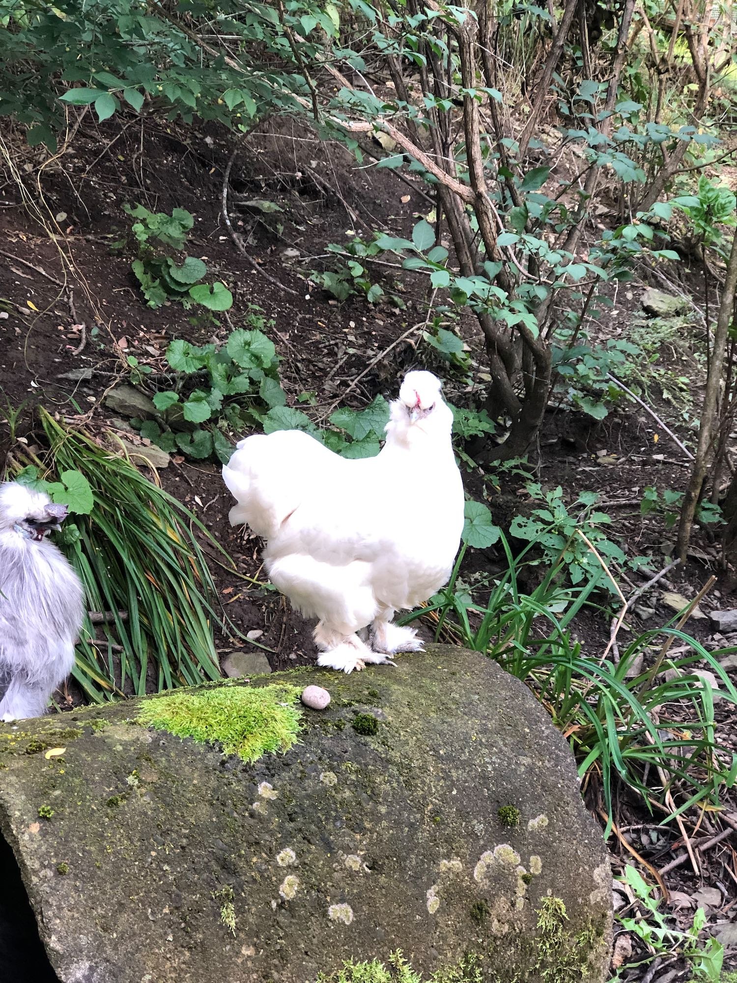 Bev exploring the garden. You can see Melvin is always keeping a close watch.