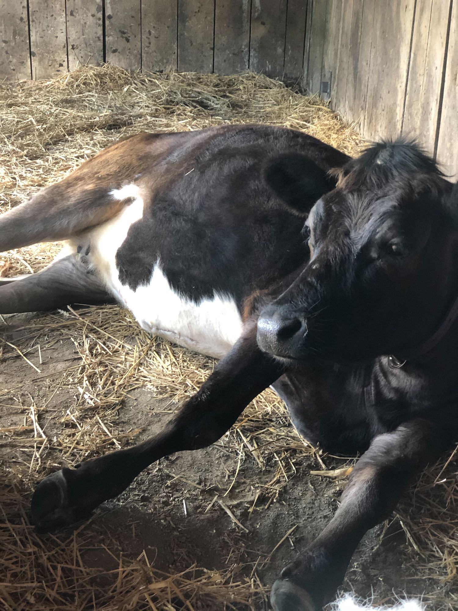 Jolene's belly is white and she has two white socks on her hind feet because she is half Holstein and half Jersey. She's called a HoJo. : ) She is actually Jeanette's niece!