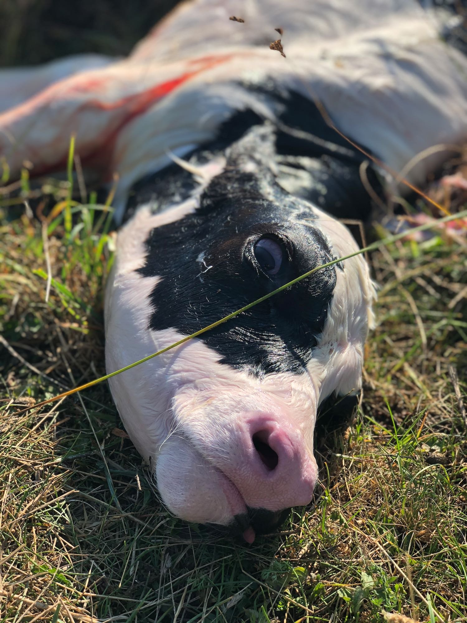 Welcome to the world, Forrest!